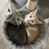 Entry image for Penelope and Stanley