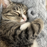 Entry image for Lizzy
