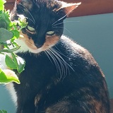 Entry image for Biscuit