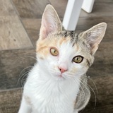 Entry image for Kiki 