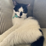 Entry image for Catniss