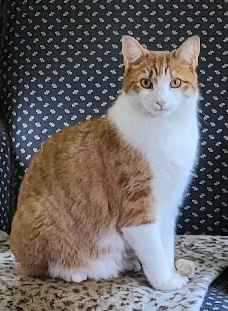 Entry image for Clyde. Clicking this image will show a larger photo