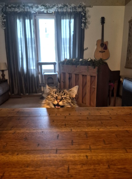 Entry image for Pixie. Clicking this image will show a larger photo
