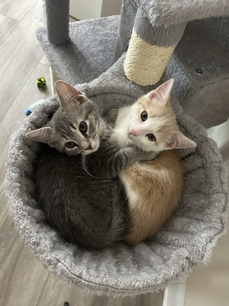 Entry image for Penelope and Stanley. Clicking this image will show a larger photo