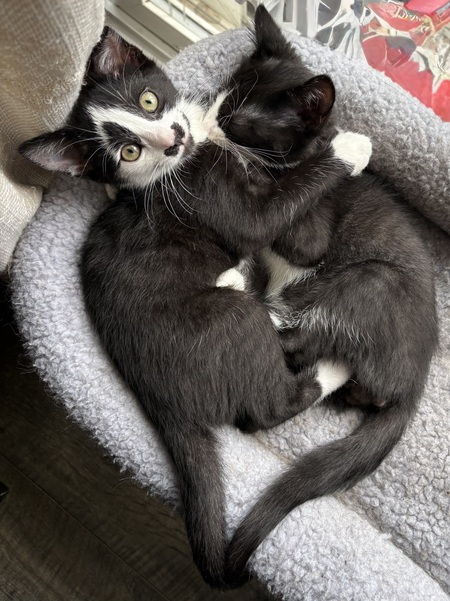 Entry image for Percy and Butters . Clicking this image will show a larger photo