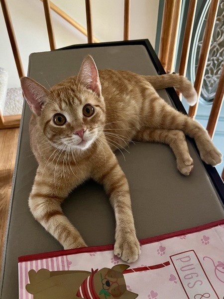 Entry image for Mango . Clicking this image will show a larger photo