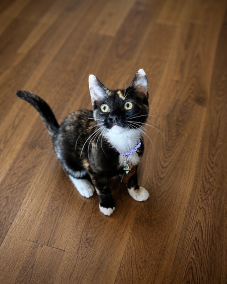 Entry image for Zoey . Clicking this image will show a larger photo