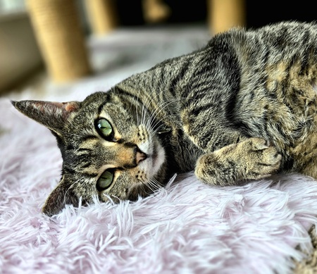 Entry image for Penny. Clicking this image will show a larger photo