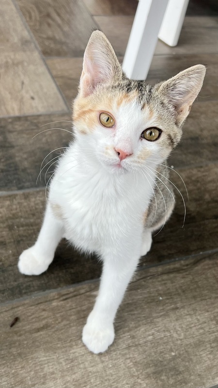 Entry image for Kiki . Clicking this image will show a larger photo