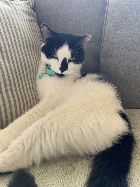 Entry image for Catniss. Clicking this image will show a larger photo