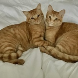 Entry image for Rory & Finn