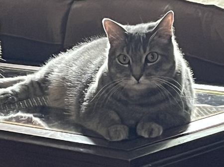Entry image for Joey. Clicking this image will show a larger photo