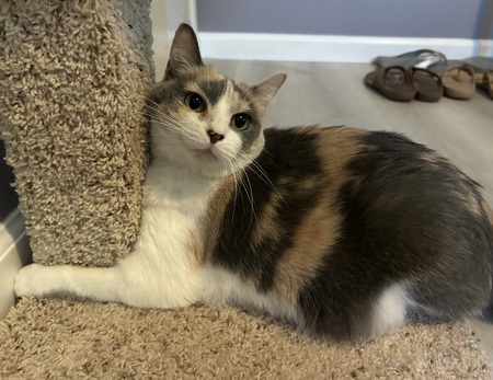 Entry image for Belle . Clicking this image will show a larger photo