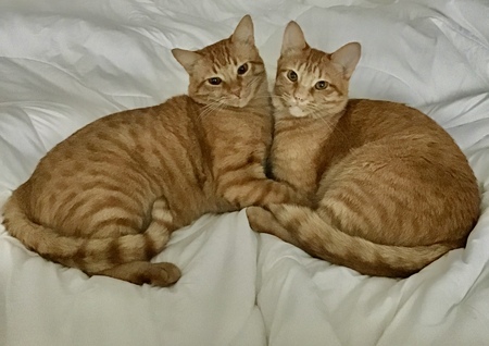 Entry image for Rory & Finn. Clicking this image will show a larger photo