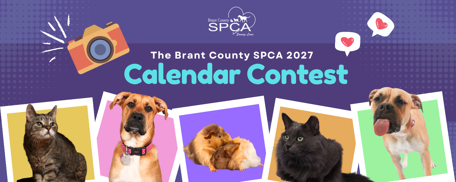 Banner for The 2027 Brant County SPCA Calendar Contest