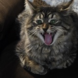 Entry image for Gizmo