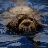 Entry image for Murphy