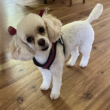 Entry image for Dolly