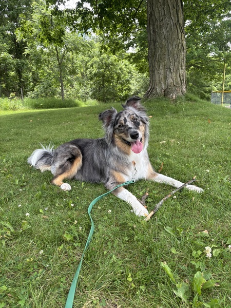 Entry image for Otis . Clicking this image will show a larger photo