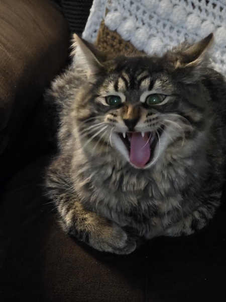 Entry image for Gizmo. Clicking this image will show a larger photo