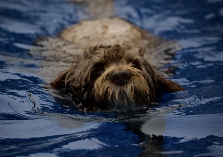 Entry image for Murphy. Clicking this image will show a larger photo