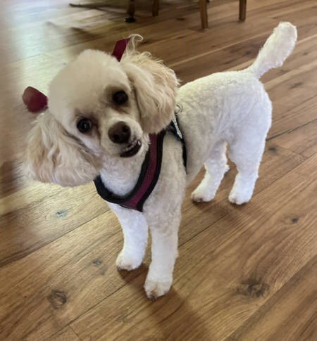 Entry image for Dolly. Clicking this image will show a larger photo
