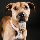 Entry image for Tilly