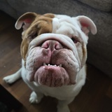 Entry image for Elmer