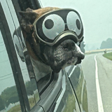 Entry image for Boomer 