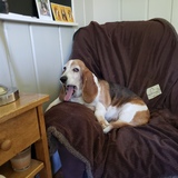 Entry image for Daisy