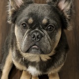 Entry image for Gus