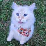 Entry image for Wally