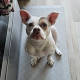 Entry image for Bella