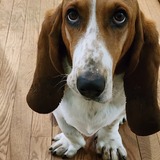 Entry image for Bailey
