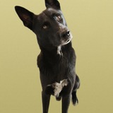 Entry image for Frankie