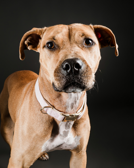 Entry image for Tilly. Clicking this image will show a larger photo