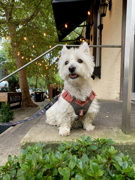 Entry image for Winnie. Clicking this image will show a larger photo