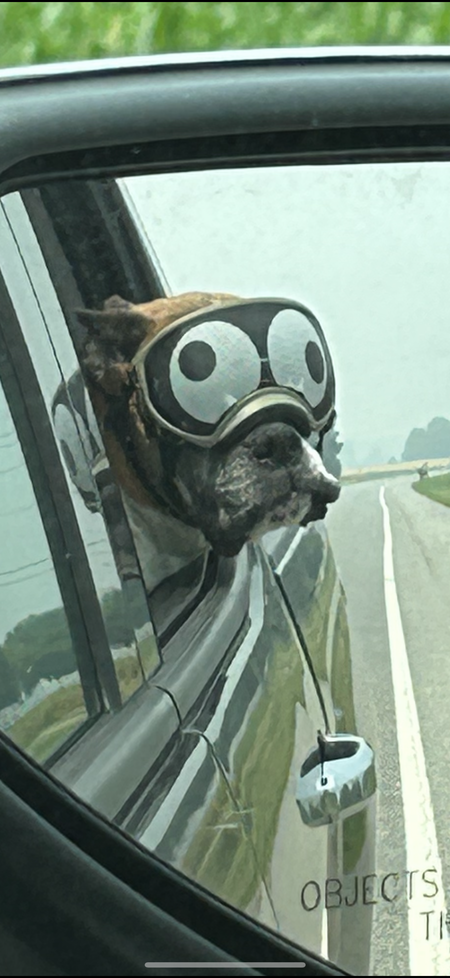 Entry image for Boomer . Clicking this image will show a larger photo