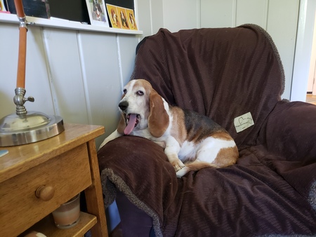 Entry image for Daisy. Clicking this image will show a larger photo