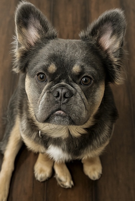 Entry image for Gus. Clicking this image will show a larger photo