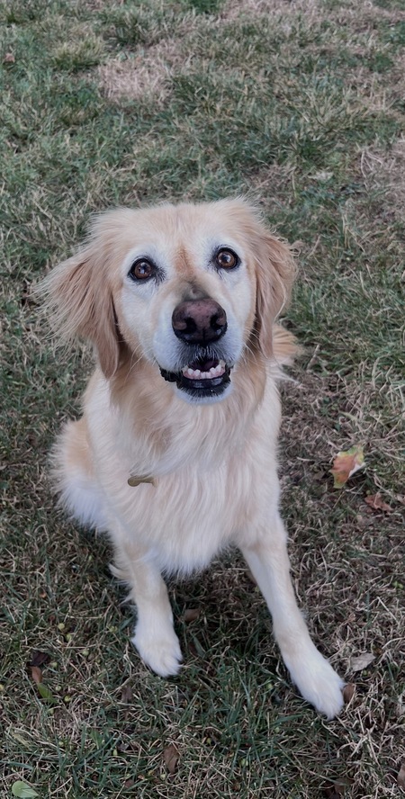 Entry image for Abby. Clicking this image will show a larger photo