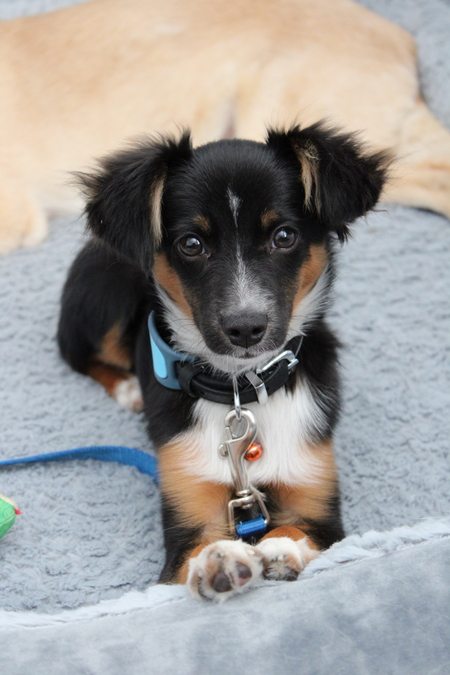 Entry image for Zeke. Clicking this image will show a larger photo