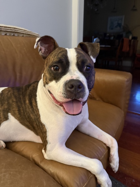 Entry image for Timmy. Clicking this image will show a larger photo