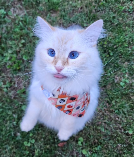Entry image for Wally. Clicking this image will show a larger photo
