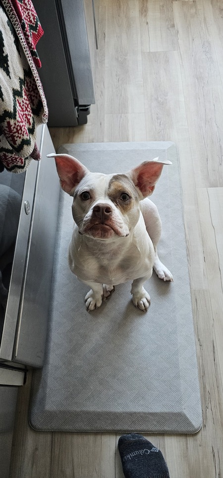 Entry image for Bella. Clicking this image will show a larger photo