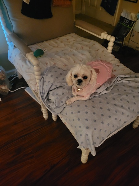 Entry image for Pink . Clicking this image will show a larger photo