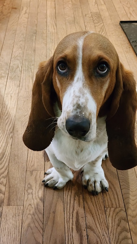 Entry image for Bailey. Clicking this image will show a larger photo