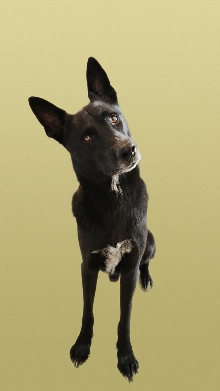 Entry image for Frankie. Clicking this image will show a larger photo