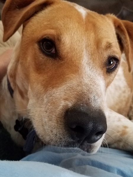 Cosmo