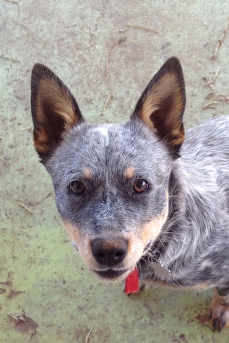 Taz